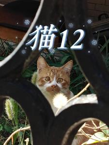 猫12斤算重吗